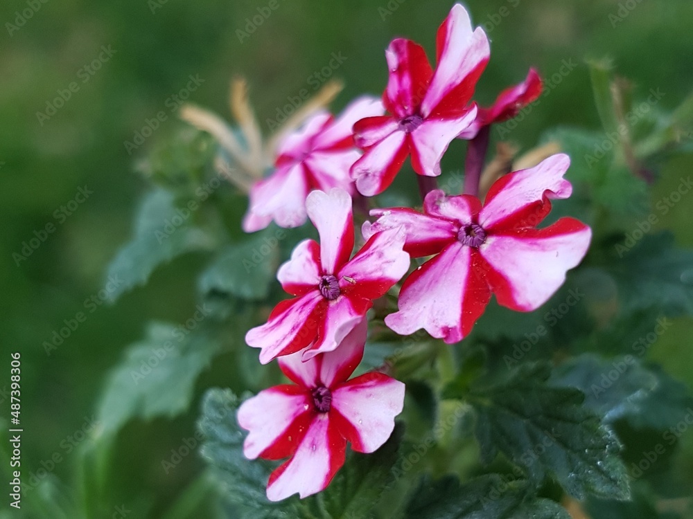 pink hibiscus flower pink hibiscus flower