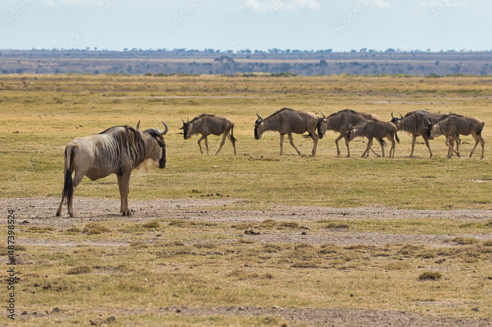 Group of blue wildebeest, Connochaetes taurinus, in Amboseli National Park in Kenya.