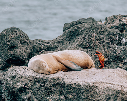 Galápagos sea lion sleeping on the rock 