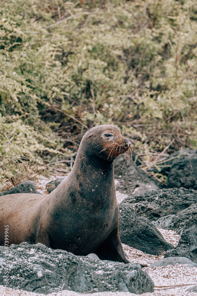 Naklejka premium Galápagos sea lion on rocky beach