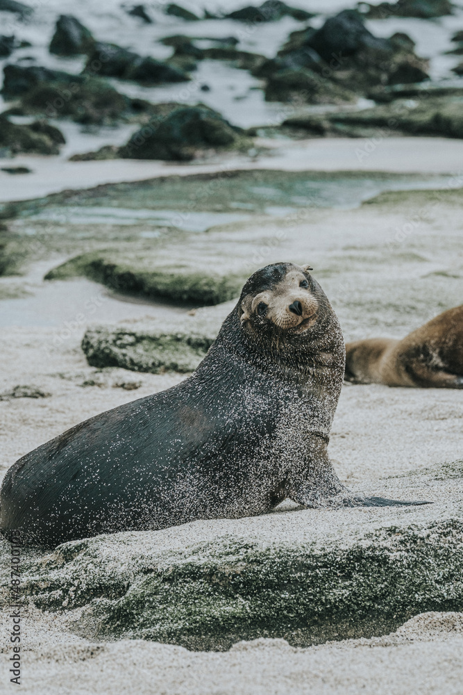 Fototapeta premium Galápagos sea lion being cute