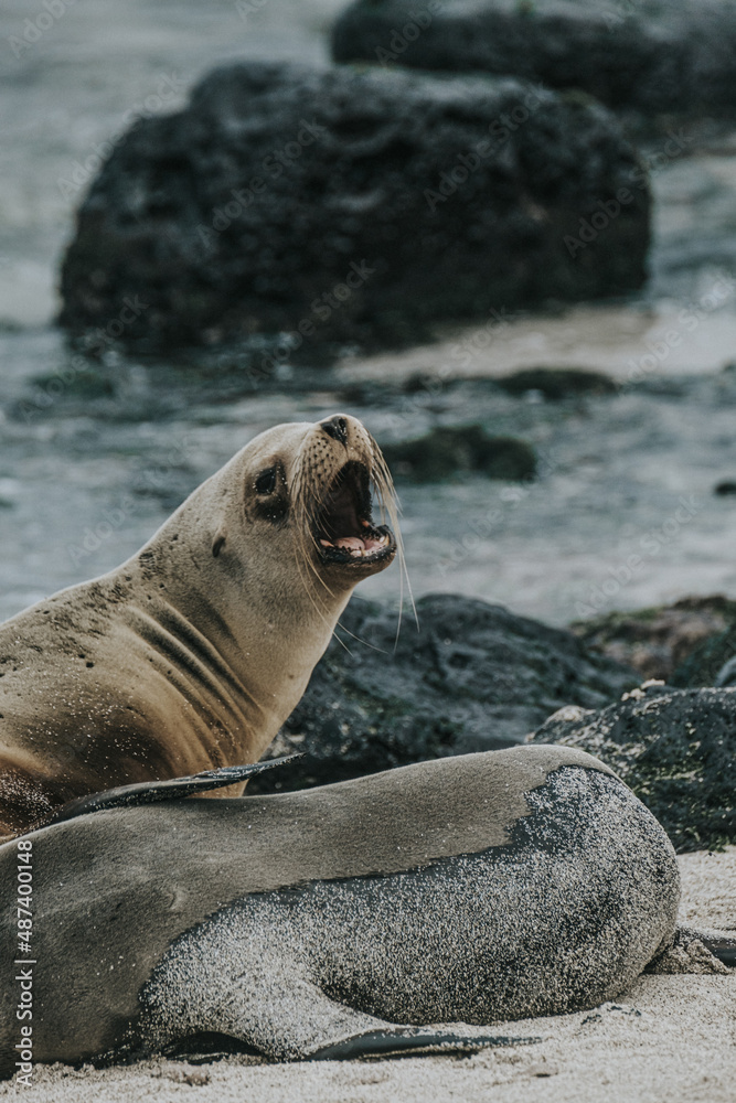 Fototapeta premium Galápagos sea lion yawning