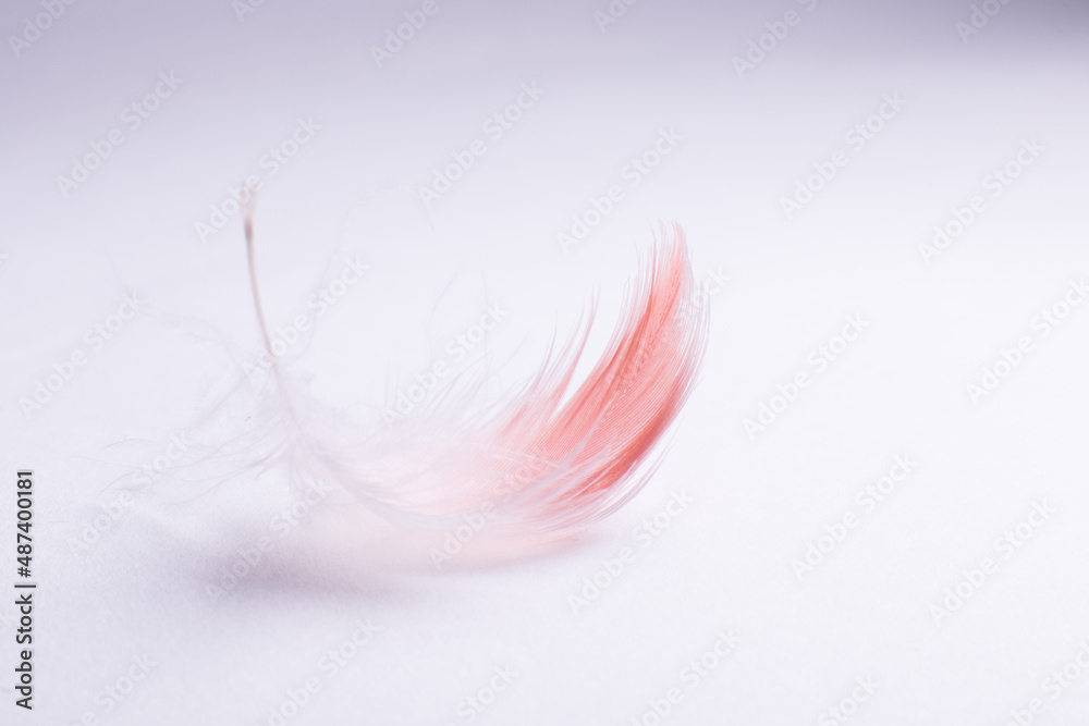 Obraz premium flamingo feather on white background close up