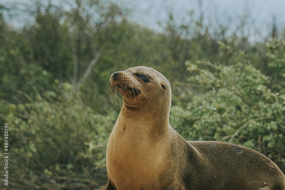 Fototapeta premium Galápagos sea lion in bushes