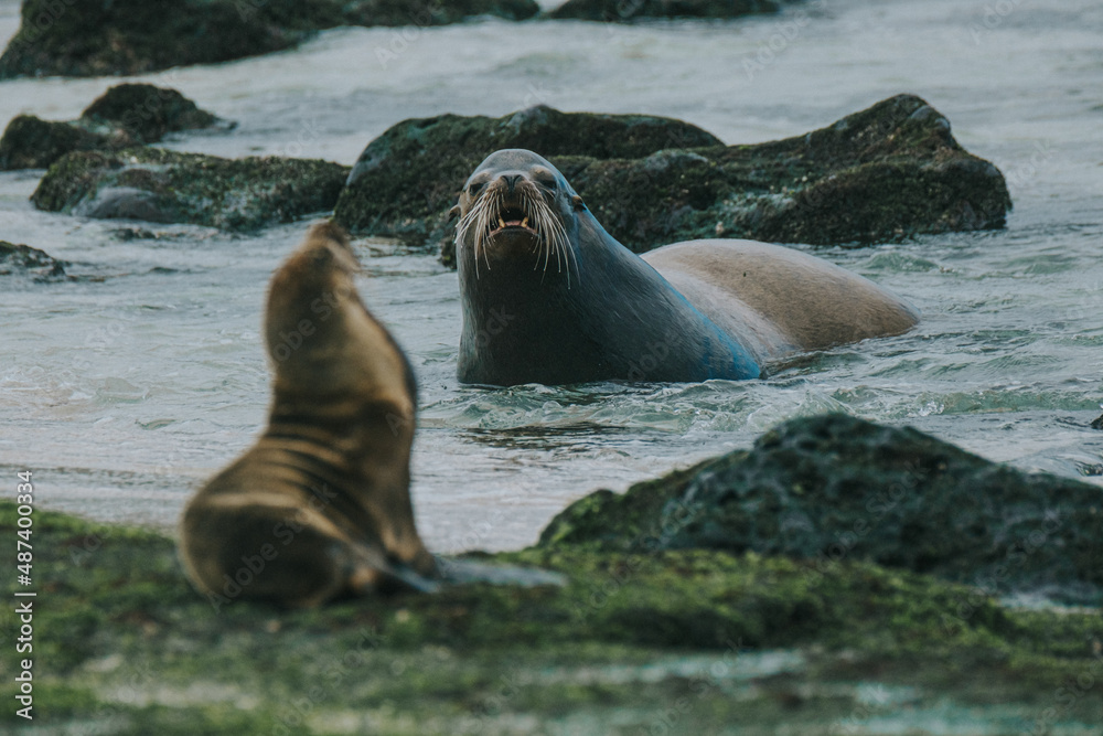 Naklejka premium Galápagos sea lion male and pup on the shore