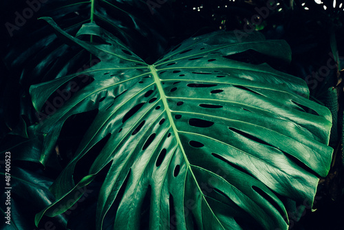 Monstera delicosa leaves. Tropical exotic natural background photo