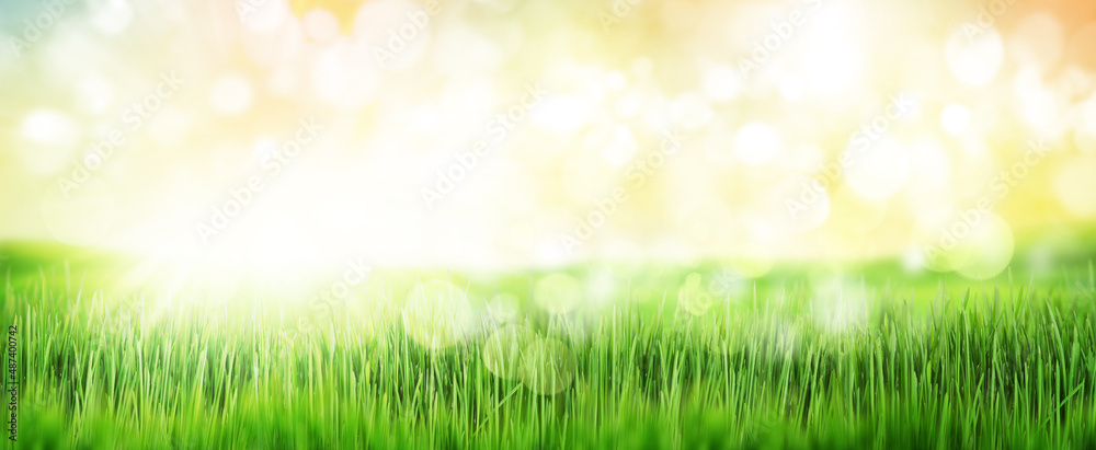 Green grass field bokeh