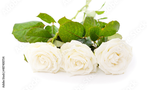 Beautiful white roses.