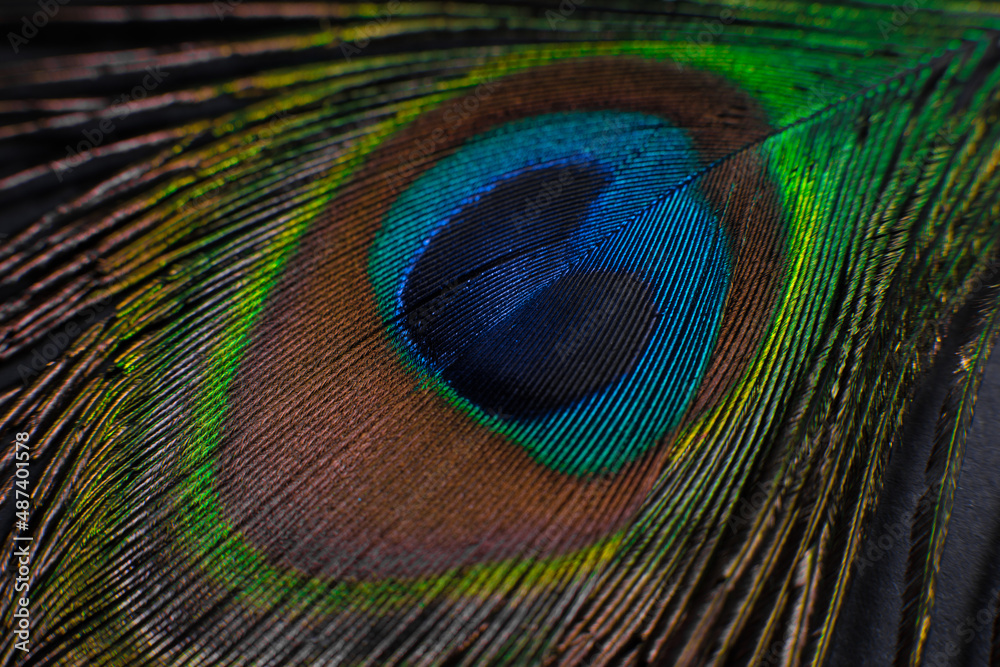 Obraz premium peacock feather closeup