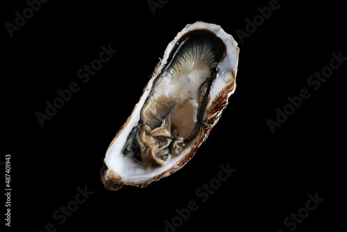 man holding open atlantic oyster top view on black background photo