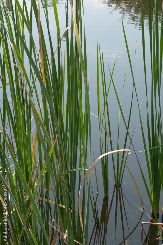 Obraz premium Green tall grass grows in front of a pond