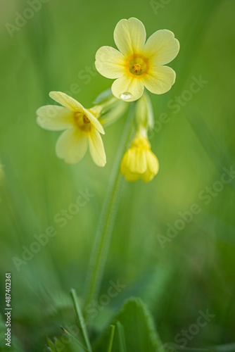 macro oxslip (primula elatior) wildflower blooming in spring meadow with soft green natural background bokeh