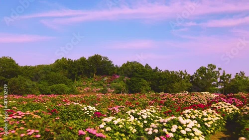 Wallpaper Mural 赤と青と紫の紫陽花が咲き乱れる海沿い桃源郷 Torontodigital.ca