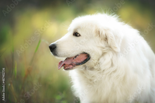 Profile Portrait of Beautiful maremmano abruzzese dog in the autumn forest. Big happy white sheepdog in fall © Anastasiia