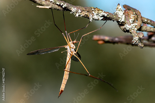 daddy longlegs cranefly on barbde wire photo