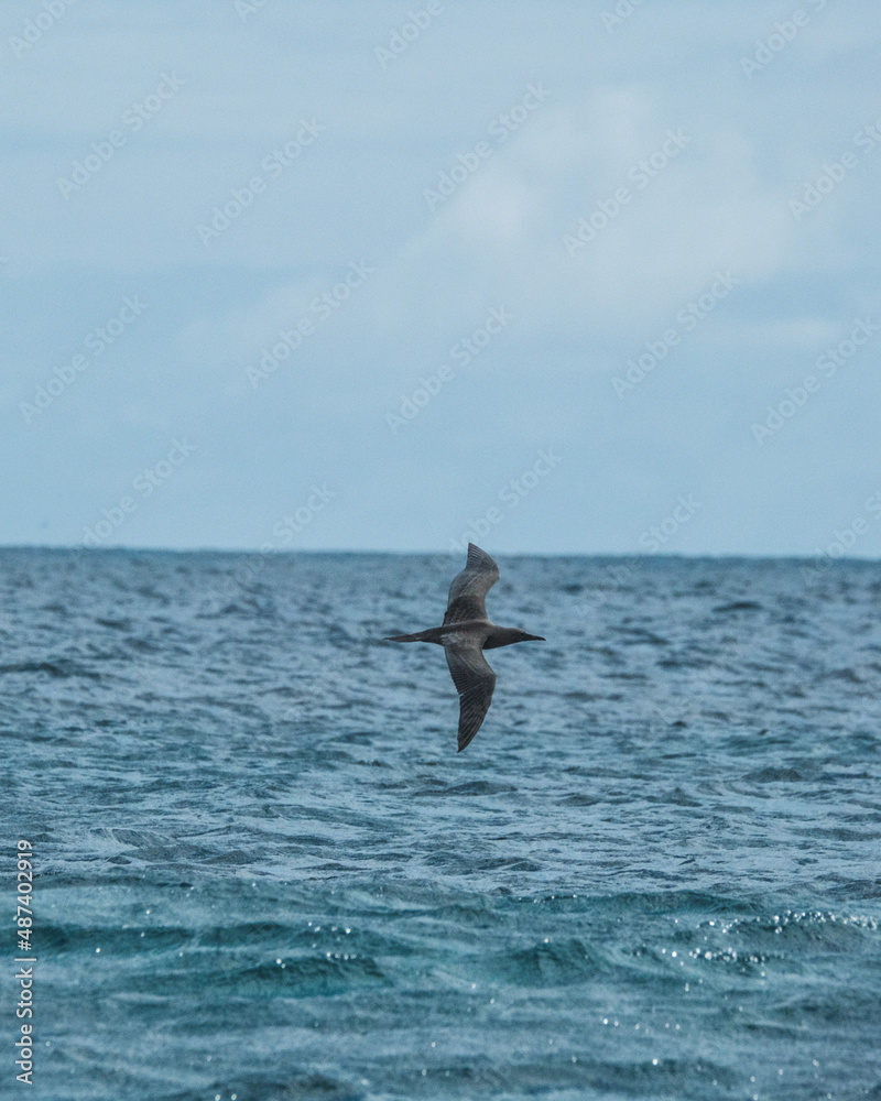 Fototapeta premium Red-footed booby flying next to shore of Punta Pitt, Galapagos