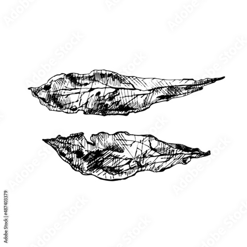 Two whole dry tobacco leaves. Vintage hatching black illustration.