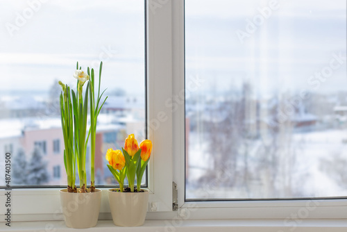 spring flowers in flowerrpots on windowsill in snowy town