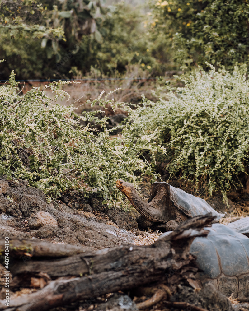 A Galapagos giant tortoise feeding on vegetation in the Galapagos Islands, Ecuador A Galapagos giant tortoise feeding on vegetation in the Galapagos Islands, Ecuador