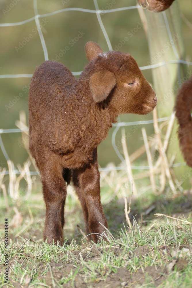 Fototapeta premium tiny cute brown lamb