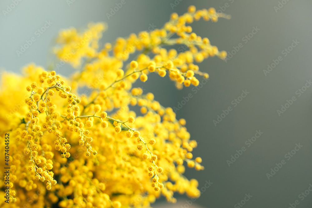 Yellow Mimosa flowers on grey wall background. Spring season concept. Selective focus. Copy space Yellow Mimosa flowers on grey wall background. Spring season concept. Selective focus. Copy space