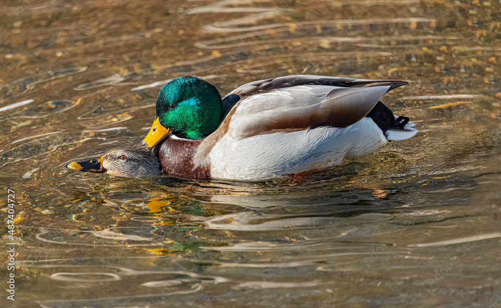 Obraz premium a beautifull colorfull proud drake in a pond