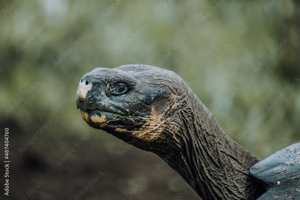 Head closeup of Galapagos Giant Turtle in meadow, Santa Cruz Galapagos, Ecuador