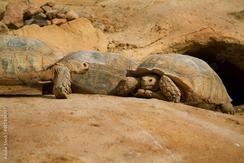 photo of land turtles, close-up
