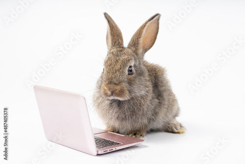 intelligent rabbit using laptop computer for work  isolated on white background