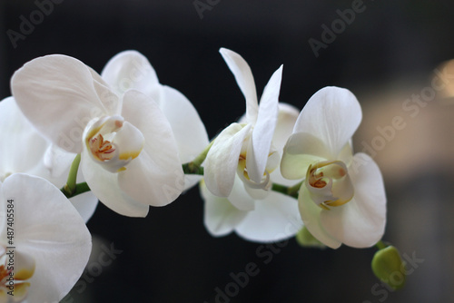 White orchid flower at the window