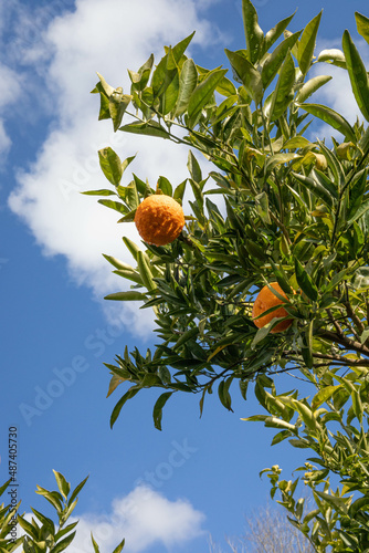 Green orange tree with rhree oranges ready to pick photo