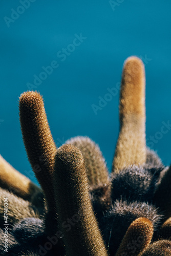 Lava Cactus on Bartolome Island photo