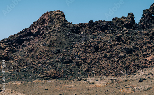 Lava Cactus  photo