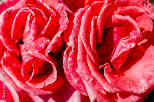 Close up of a couple of pink roses