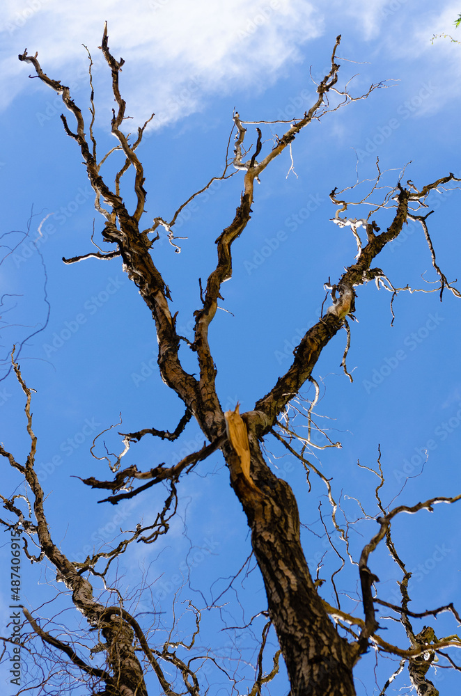 dry tree branches against blue sky dry tree branches against blue sky