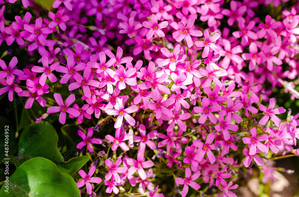 Bunch of pink clover flowers