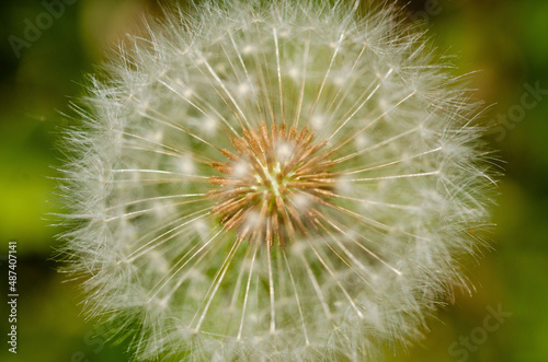 Close up of a dandelion on green background