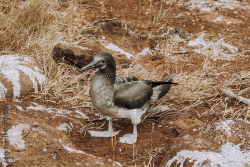 Young adult of blue footed booby, north seymour, galapagos  photo