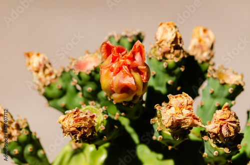 Close up of a prickly pear fflower bud photo
