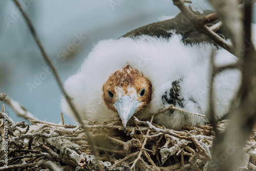 Juvenile chick of Magnificent frigate bird in North Seymour Galapagos