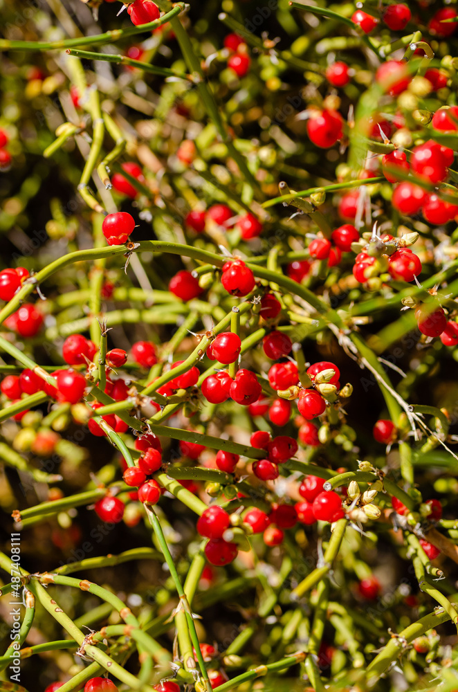 Close up of red berries on a bush
