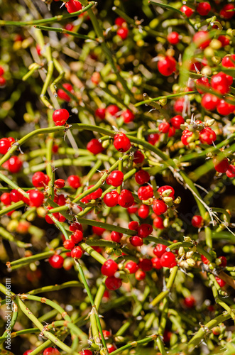 Close up of red berries on a bush