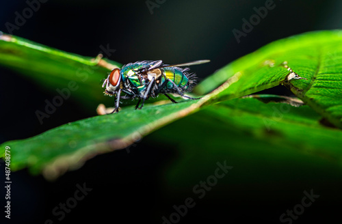 close-up view of a common greenbottle fly - Lucilia sericata  photo