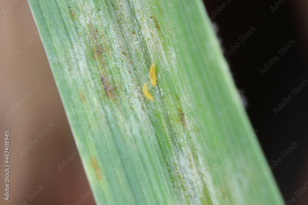 Obraz premium Thrips and powdery mildew on a cereal leaf.