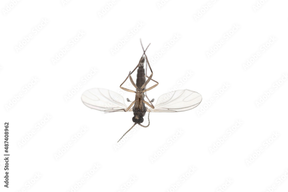 Dark-winged fungus gnat, Sciaridae isolated on white background, these insects are often found inside homes Dark-winged fungus gnat, Sciaridae isolated on white background, these insects are often found inside homes