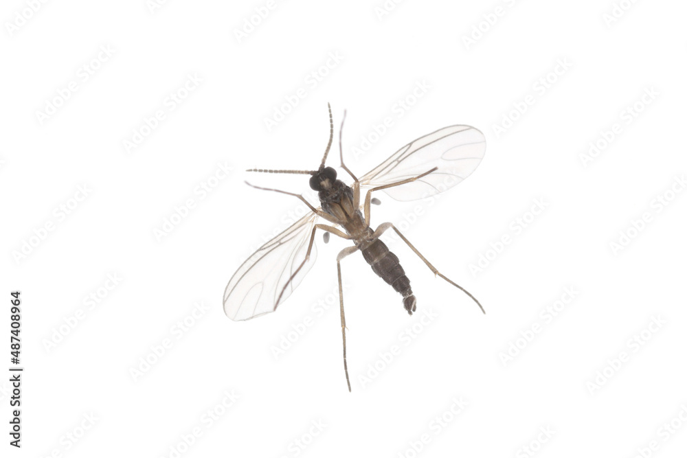Dark-winged fungus gnat, Sciaridae isolated on white background, these insects are often found inside homes Dark-winged fungus gnat, Sciaridae isolated on white background, these insects are often found inside homes