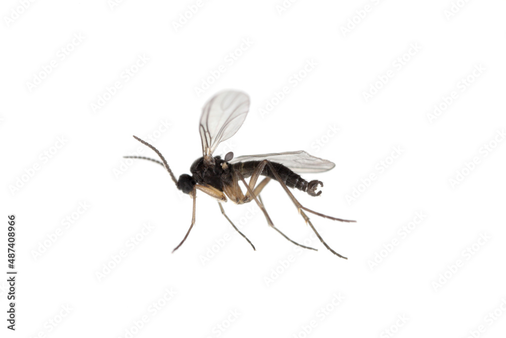 Dark-winged fungus gnat, Sciaridae isolated on white background, these insects are often found inside homes Dark-winged fungus gnat, Sciaridae isolated on white background, these insects are often found inside homes
