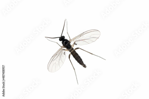 Dark-winged fungus gnat, Sciaridae isolated on white background, these insects are often found inside homes © Tomasz