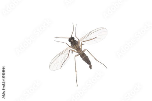 Dark-winged fungus gnat, Sciaridae isolated on white background, these insects are often found inside homes