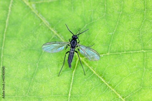 Dark-winged fungus gnat, Sciaridae on a green leaf, these insects are often found inside homes photo